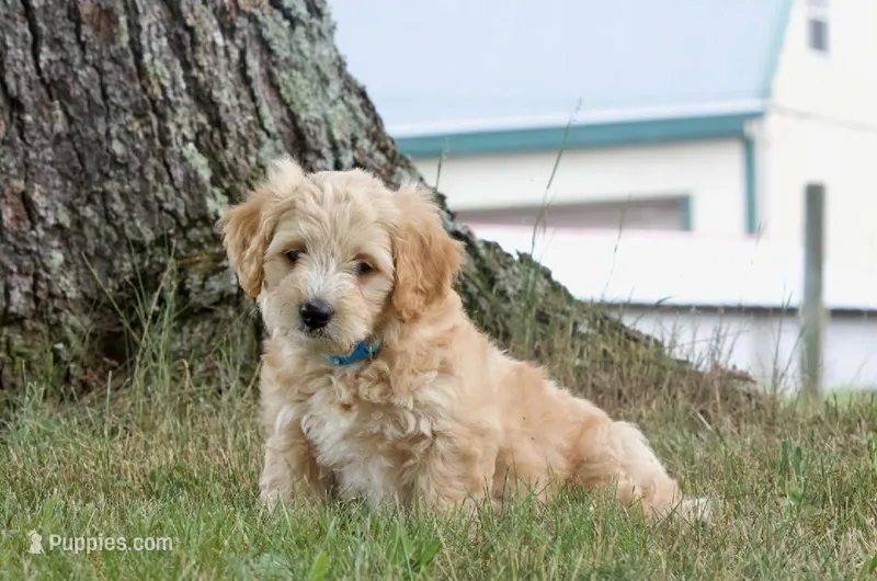 Butterscotch  – Pembroke Welsh Corgi, Poodle - Miniature  puppy for sale in Elliottsburg, PA