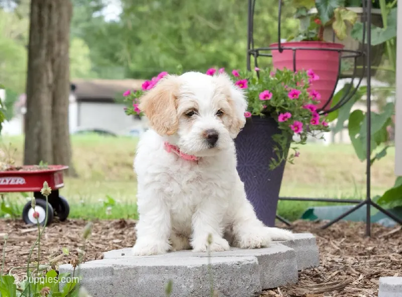 Blossom  – Pembroke Welsh Corgi, Poodle - Miniature  puppy for sale in Elliottsburg, PA