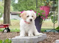 Blossom , a female Pembroke Welsh Corgi and Poodle - Miniature  for sale in Elliottsburg, PA – 1 of 3
