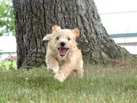 Butterscotch , a male Pembroke Welsh Corgi and Poodle - Miniature  for sale in Elliottsburg, PA – 3 of 3