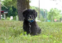 Blackie , a male Pembroke Welsh Corgi and Poodle - Miniature  for sale in Elliottsburg, PA – 3 of 3
