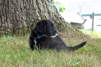 Blackie , a male Pembroke Welsh Corgi and Poodle - Miniature  for sale in Elliottsburg, PA – 1 of 3