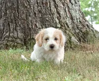 Blossom , a female Pembroke Welsh Corgi and Poodle - Miniature  for sale in Elliottsburg, PA – 3 of 3
