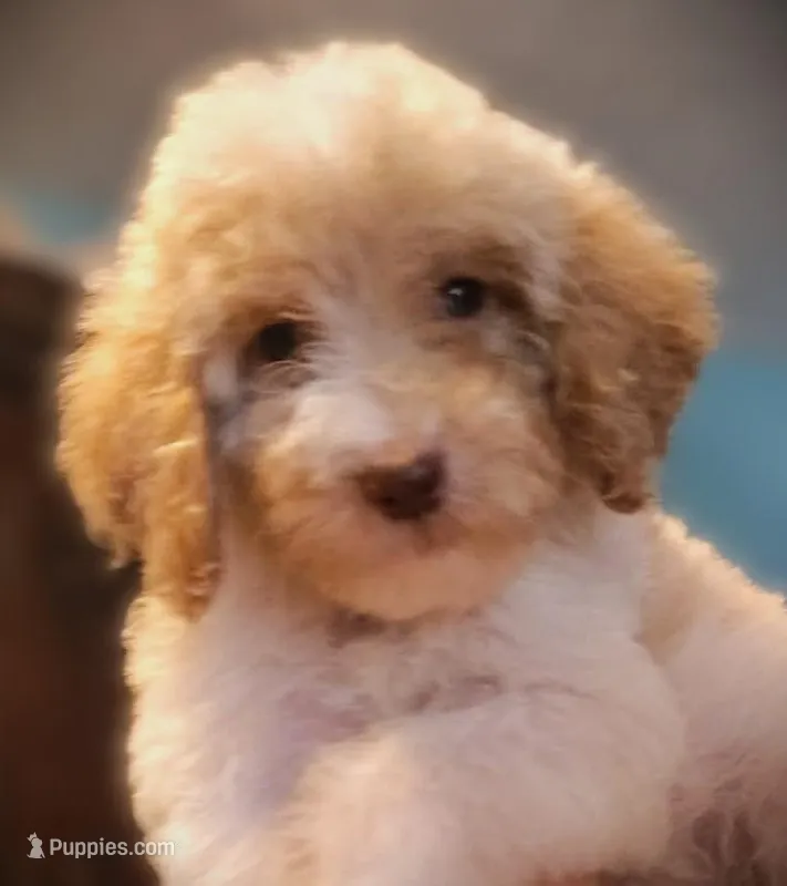  Shay Valentine Special