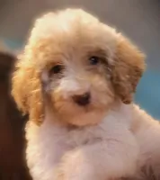 processed/79881d32-ae19-4bad-9b91-22fb6863ca06/listing/33cf23c2-51ff-4d5c-ab87-99d592e4f988/103e74be-1a33-4050-baae-4d19ea6a913e