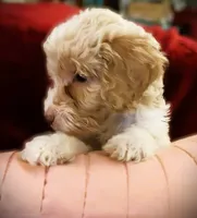 processed/79881d32-ae19-4bad-9b91-22fb6863ca06/listing/33cf23c2-51ff-4d5c-ab87-99d592e4f988/2e5db584-21a1-4e7e-a23b-f13d6a50281a