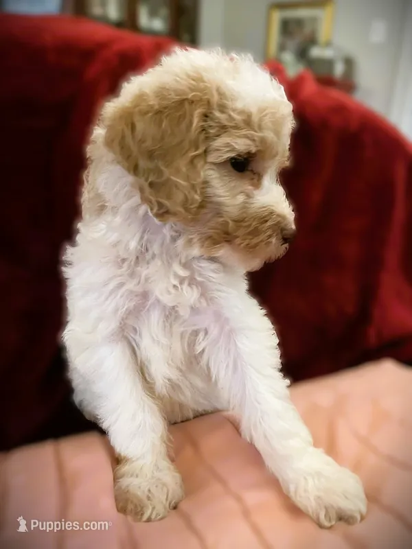  Lavish  – Poodle - Standard  puppy for sale in Maxton, NC
