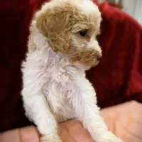  Lavish , a female Poodle - Standard  for sale in Maxton, NC – Photo 1 of 8