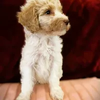  Lavish , a female Poodle - Standard  for sale in Maxton, NC – Photo 4 of 8
