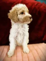 processed/79881d32-ae19-4bad-9b91-22fb6863ca06/listing/33cf23c2-51ff-4d5c-ab87-99d592e4f988/5bcf5b03-da9e-48ad-b052-79872f951de3