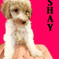  Lavish , a female Poodle - Standard  for sale in Maxton, NC – Photo 3 of 8