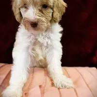  Lavish , a female Poodle - Standard  for sale in Maxton, NC – Photo 6 of 8