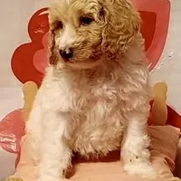  Lavish , a female Poodle - Standard  for sale in Maxton, NC – Photo 2 of 8