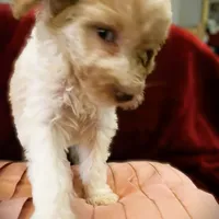  Lavish , a female Poodle - Standard  for sale in Maxton, NC – Photo 5 of 8