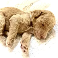 Kebbler , a male Poodle - Standard  for sale in Maxton, NC – Photo 5 of 8