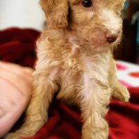 Kebbler , a male Poodle - Standard  for sale in Maxton, NC – Photo 2 of 8