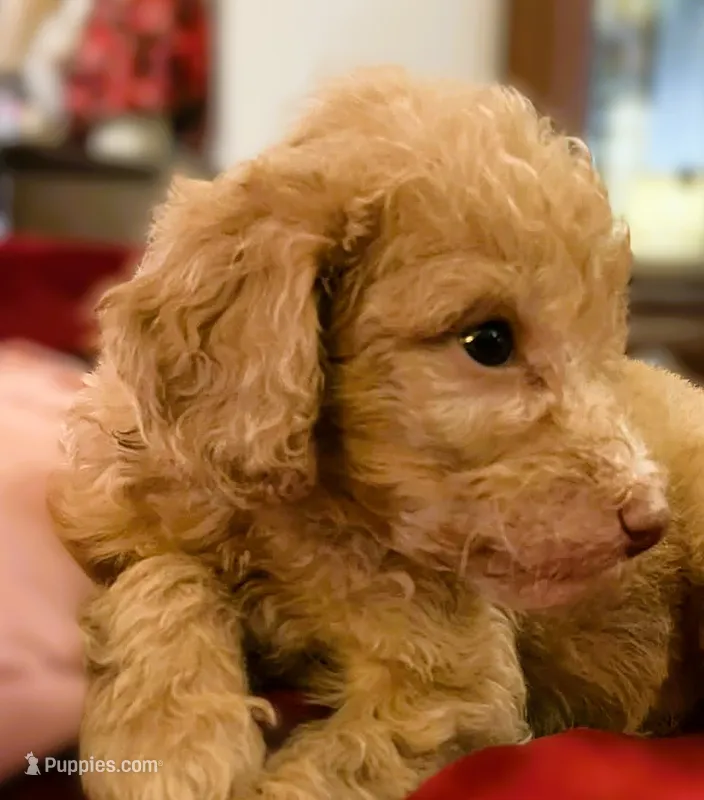 Kebbler  – Poodle - Standard  puppy for sale in Maxton, NC
