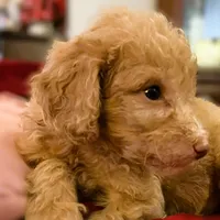 Kebbler , a male Poodle - Standard  for sale in Maxton, NC – Photo 3 of 8