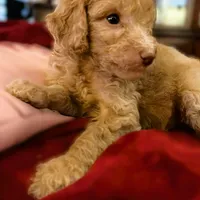 Kebbler , a male Poodle - Standard  for sale in Maxton, NC – Photo 4 of 8