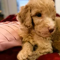 Kebbler , a male Poodle - Standard  for sale in Maxton, NC – Photo 6 of 8