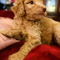 Kebbler , a male Poodle - Standard  for sale in Maxton, NC – Photo 1 of 8
