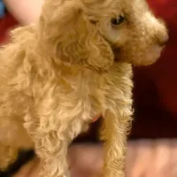 Quincy , a male Poodle - Standard  for sale in Maxton, NC – Photo 2 of 7