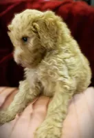 Oliver💜💜, a male Poodle - Standard  for sale in Maxton, NC – Photo 3 of 7