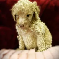 Quincy , a male Poodle - Standard  for sale in Maxton, NC – Photo 3 of 7