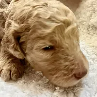 Quincy , a male Poodle - Standard  for sale in Maxton, NC – Photo 6 of 7