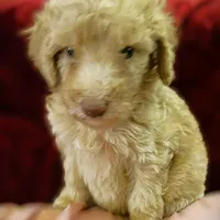 Quincy , a male Poodle - Standard  for sale in Maxton, NC – Photo 1 of 7