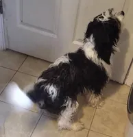 Boomerang, a male Cavapoo for sale in Maxton, NC – Photo 6 of 7