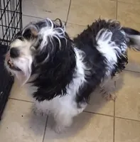 Boomerang, a male Cavapoo for sale in Maxton, NC – Photo 5 of 7