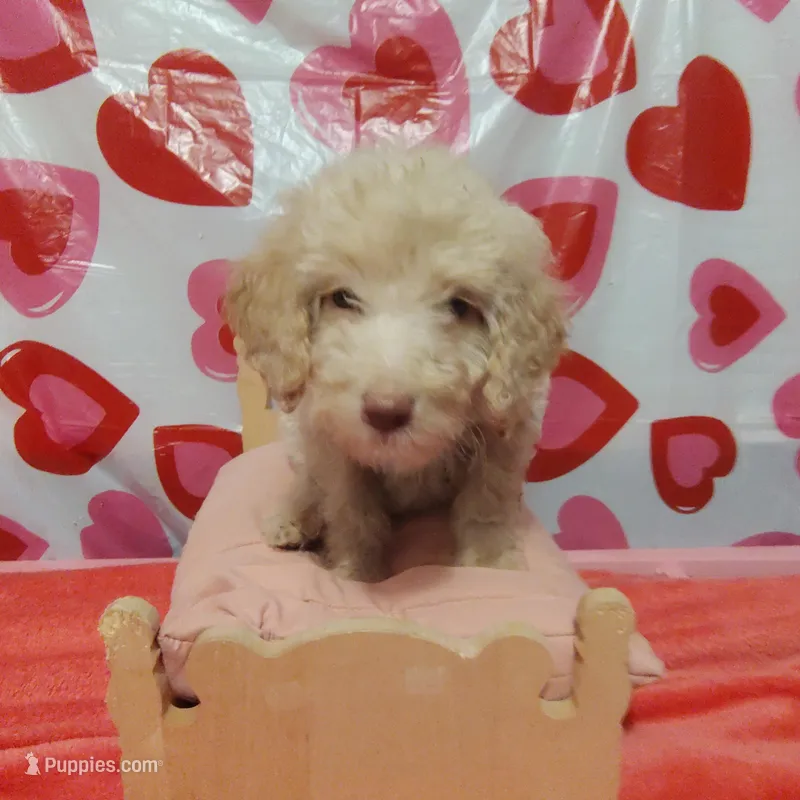 Chime, a female Poodle - Standard  for sale in Maxton, NC – Photo 1 of 1