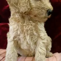 Bon Jovi, a male Poodle - Standard  for sale in Maxton, NC – Photo 6 of 9