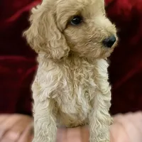 Bon Jovi, a male Poodle - Standard  for sale in Maxton, NC – Photo 5 of 9