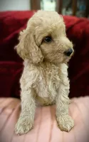 💙Titus💙, a male Poodle - Standard  for sale in Maxton, NC – Photo 5 of 9
