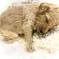 Bon Jovi, a male Poodle - Standard  for sale in Maxton, NC – Photo 7 of 9