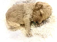 💙Titus💙, a male Poodle - Standard  for sale in Maxton, NC – Photo 7 of 9