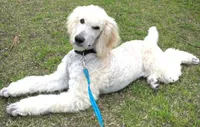 💙Titus💙, a male Poodle - Standard  for sale in Maxton, NC – Photo 8 of 9