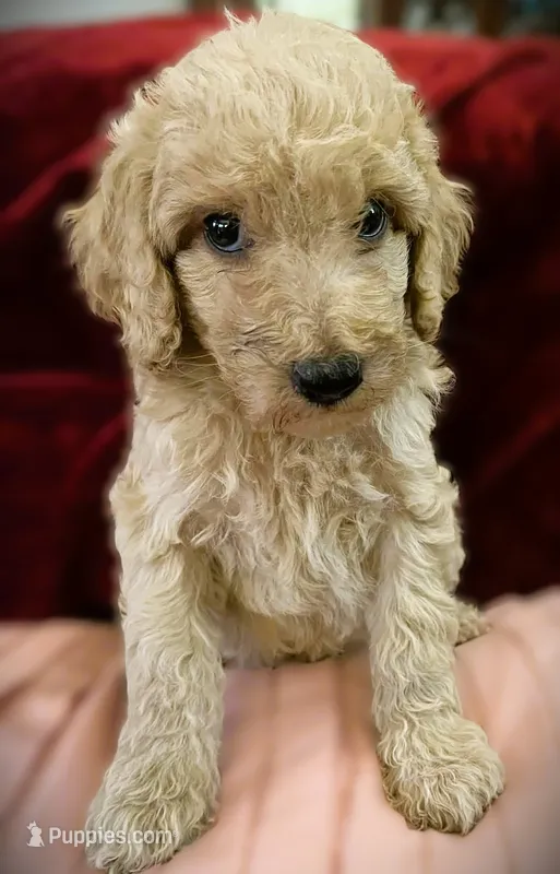 Bon Jovi – Poodle - Standard  puppy for sale in Maxton, NC