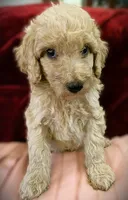 💙Titus💙, a male Poodle - Standard  for sale in Maxton, NC – Photo 4 of 9