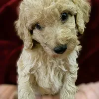 Bon Jovi, a male Poodle - Standard  for sale in Maxton, NC – Photo 3 of 9