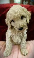 💙Titus💙, a male Poodle - Standard  for sale in Maxton, NC – Photo 3 of 9