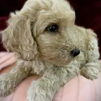 Bon Jovi, a male Poodle - Standard  for sale in Maxton, NC – Photo 1 of 9