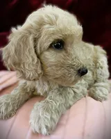 💙Titus💙, a male Poodle - Standard  for sale in Maxton, NC – Photo 1 of 9