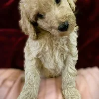 Bon Jovi, a male Poodle - Standard  for sale in Maxton, NC – Photo 2 of 9
