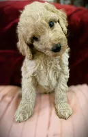 💙Titus💙, a male Poodle - Standard  for sale in Maxton, NC – Photo 2 of 9