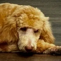 Bon Jovi, a male Poodle - Standard  for sale in Maxton, NC – Photo 9 of 9