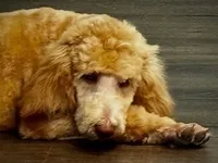 💙Titus💙, a male Poodle - Standard  for sale in Maxton, NC – Photo 9 of 9