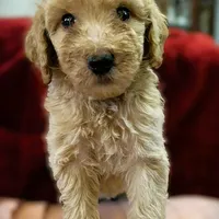 Spencer, a male Poodle - Standard  for sale in Maxton, NC – Photo 1 of 8